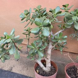 Jade Tree