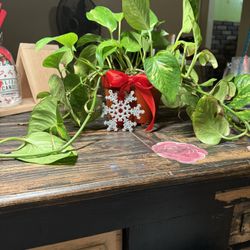 Golden Pothos- ivy- Holiday gift