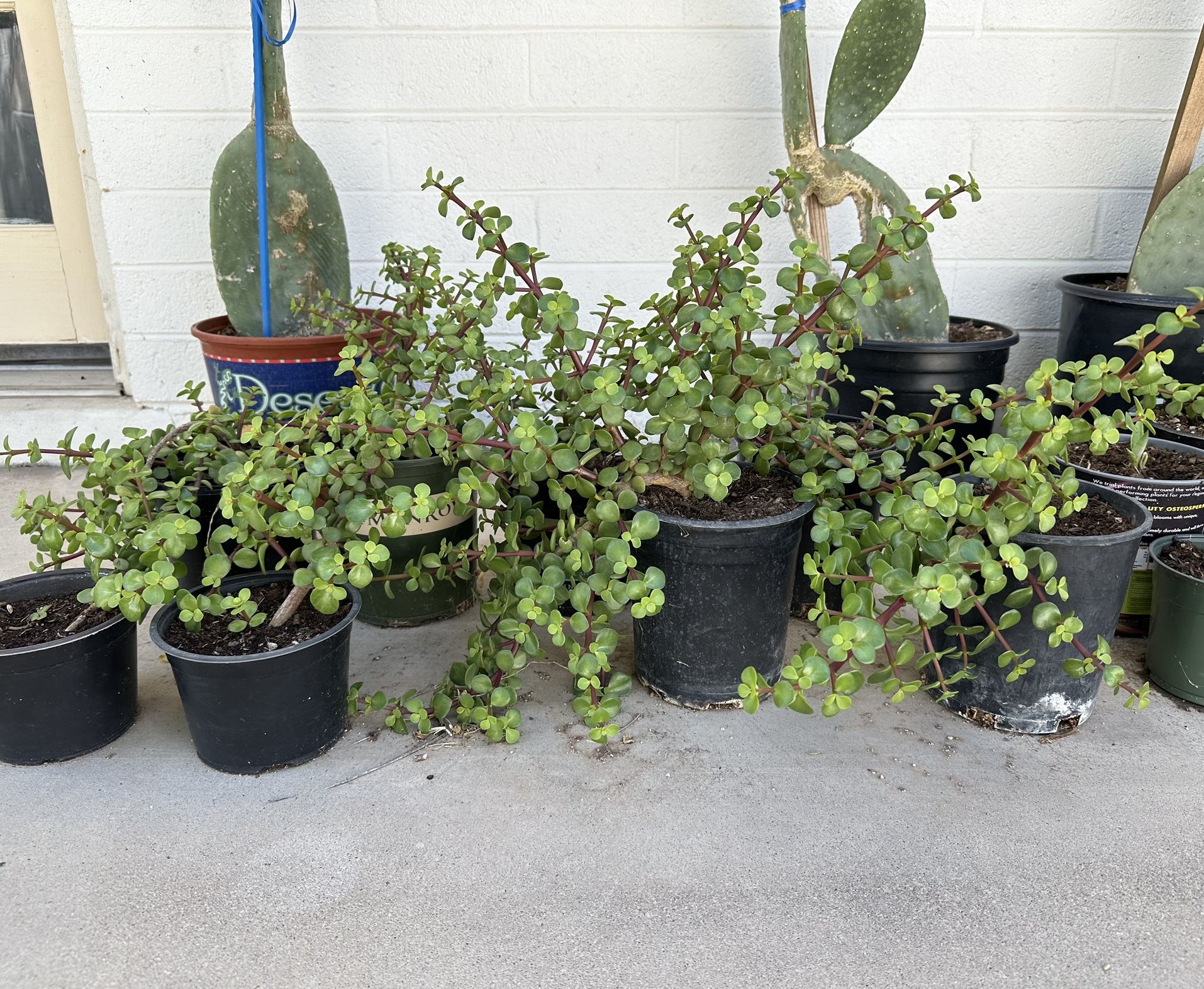 Very Healthy Succulent Elephant Food Bush And Slipper Plant Plants In 1 Gallon Pots Planters