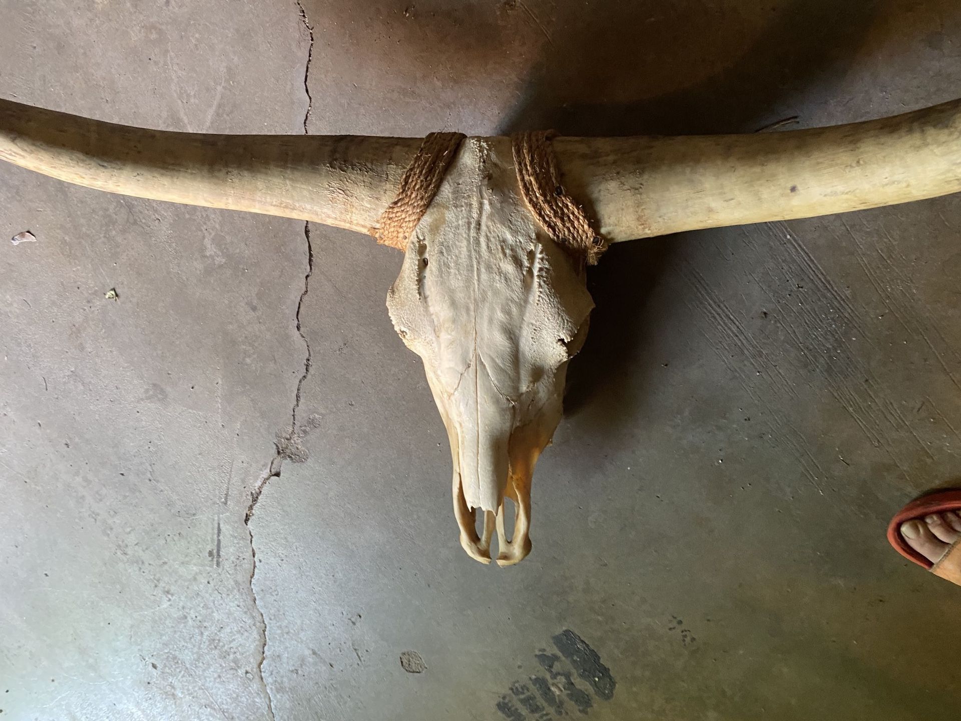 Texas Longhorn Bull Skull Authentic Mounted