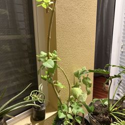 Oregano Plant