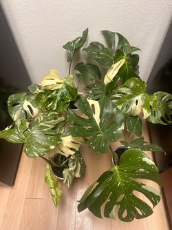 Monstera Plant