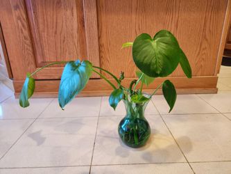 Monstera Deliciosa