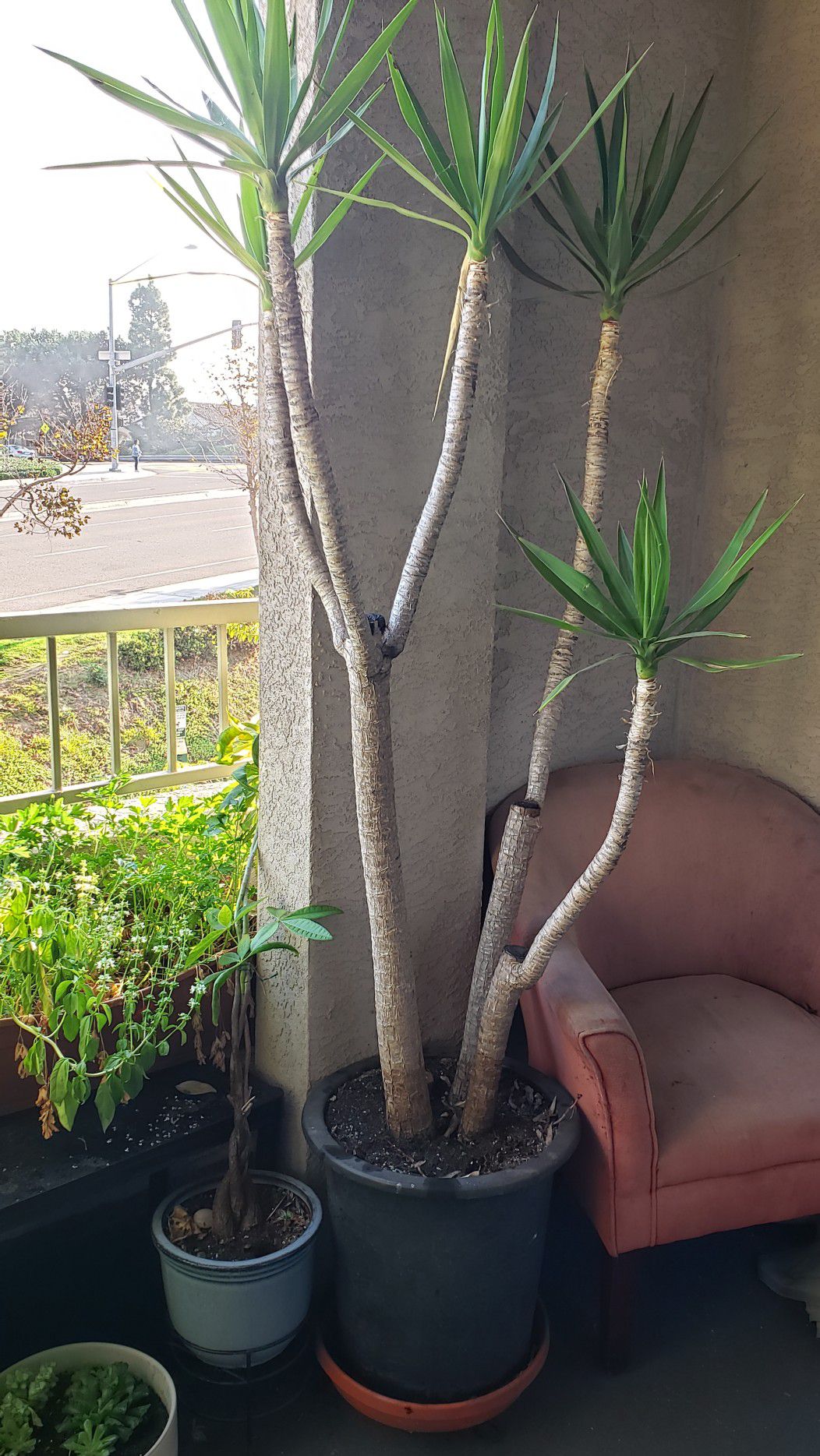 60" Yucca Plant in 16" D. Plastic Pot