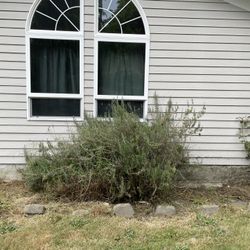 ROSEMARY PLANT U HAUL MAKE OFFER