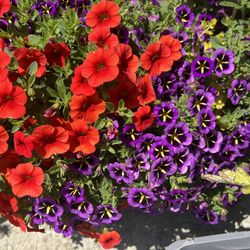 Sale  Plants in Large  Pot Beautiful And Healthy Huge Sale!!!🔥🌺