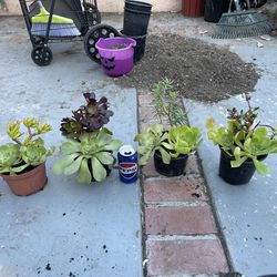 Suculentas  a 2 . 50