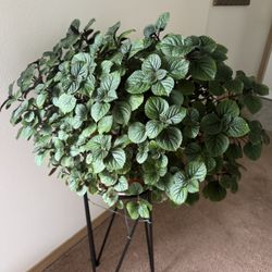 plectranthus plant perennial 