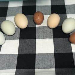 Fresh Eggs