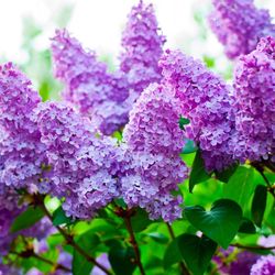 Beautiful Purple Lilac Live Plant