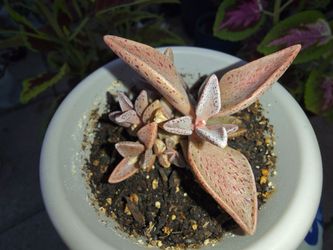 Lenophyllum Guttatum pink plant