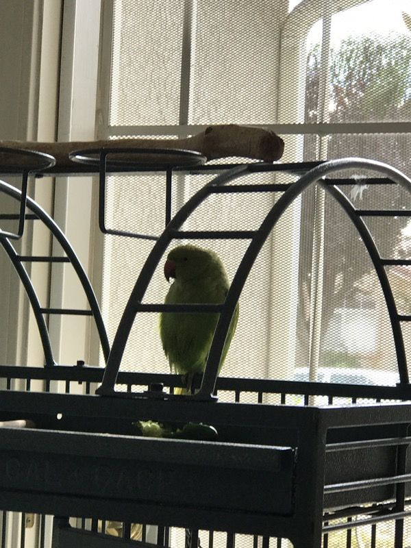 Parrot Indian Ringneck