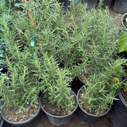 Rosemary Plans $10 Each Price Firm 