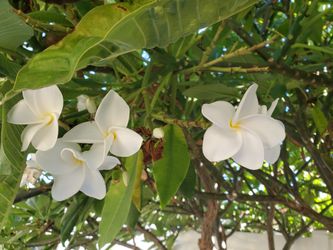 Plumeria Cuttings