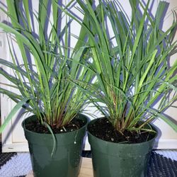 Pampas Grass