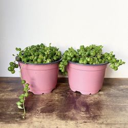2 Pack - String Of Pearls Sucuclent - 4 Inch Pot