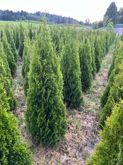 Emerland green arborvitae!!