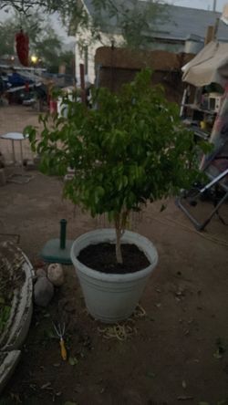 Beautiful tree