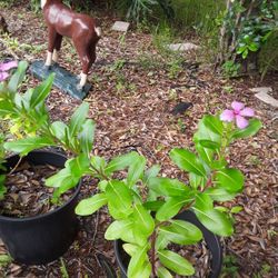 Blooming Plant In Huge Nice Pot In Weeki Wachee Spring Hill