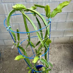 Dragon Tropical  Edible Fruit Self Bearing Plants