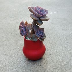 Succulents plants 🪴 