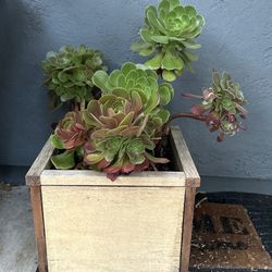 Big Succulents