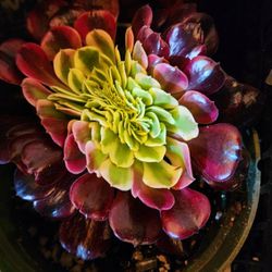 Succulents Plants Rare Crested Variegated Aeonium Pick Up In Upland Or Ship To You 