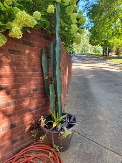 VERY TALL CACTUS - Peruvian Apple Cactus