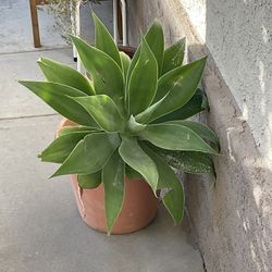 Cactus’ Plant