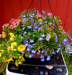 Big Beautiful Flower Hanging Baskets