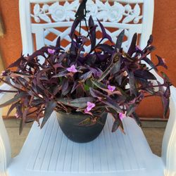 Hanging Purple Heart