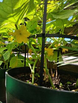 Cucumbers plant 5 in 1 big barrel pot