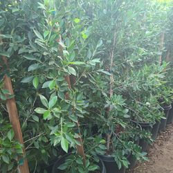 Ficus