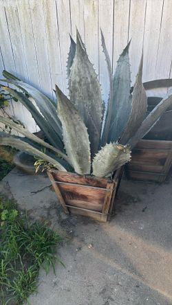 Blue Agave XL