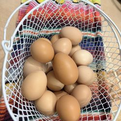 Fresh Eggs