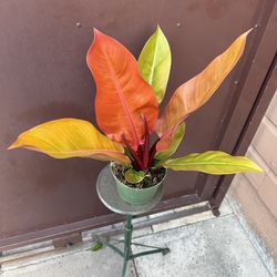 philodendron prince of orange