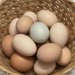 Organic Fresh Eggs 