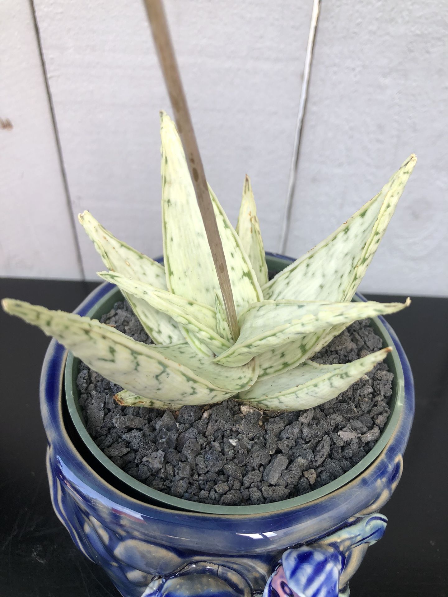 Snow Drift Aloe Plant 🪴