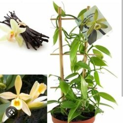 Vanilla Beans Orchid Plant 🪴 