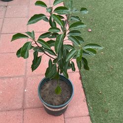 tree