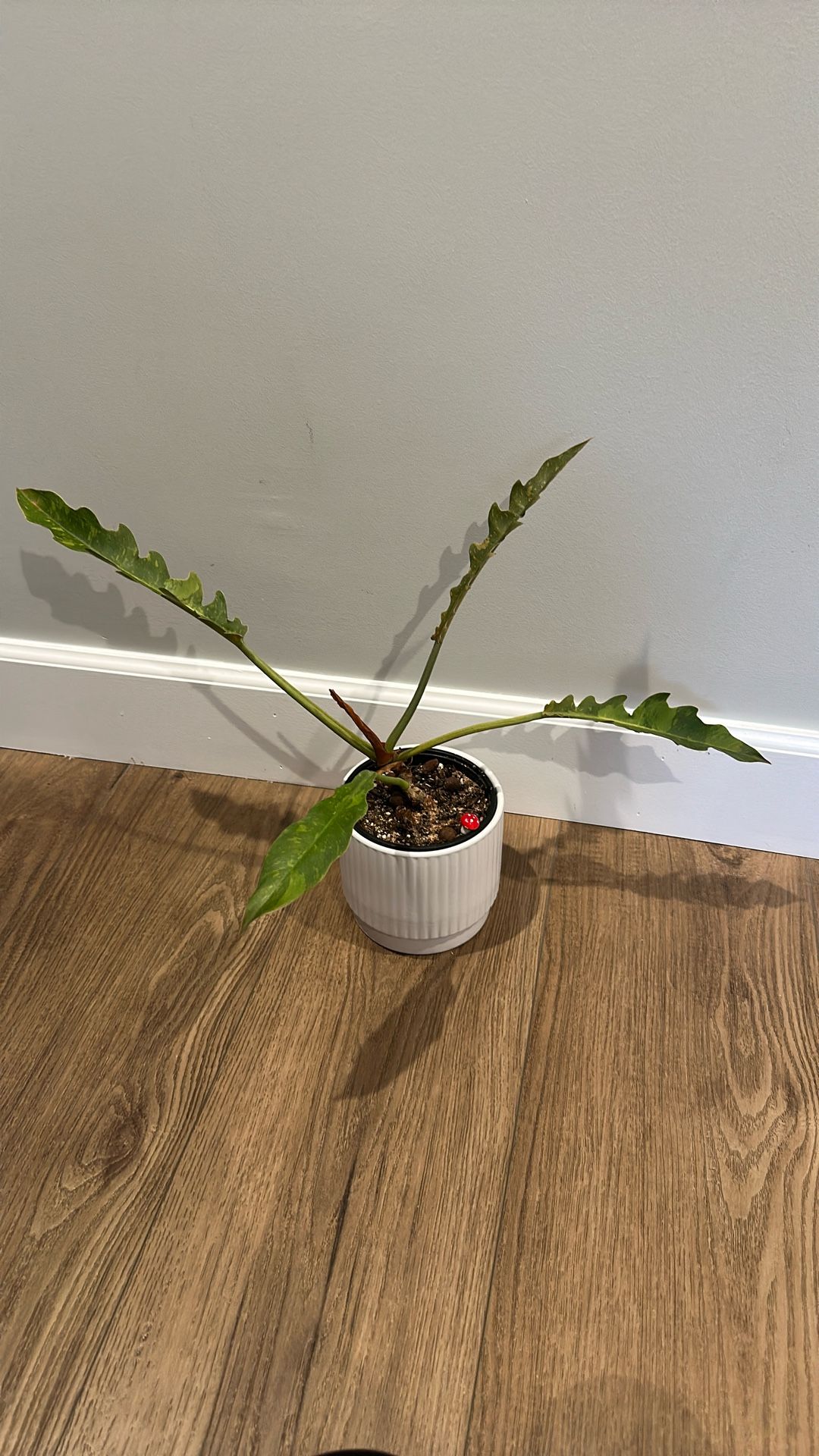 Philodendron Ring Of Fire