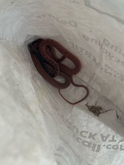 Snake  red racer