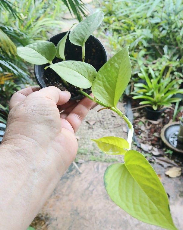 Neon Pothos Philodendron Houseplant Aroid
