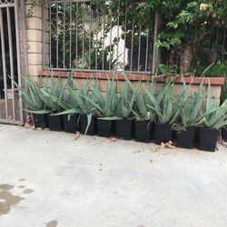 Mature Aloe Vera $20 Each Plant