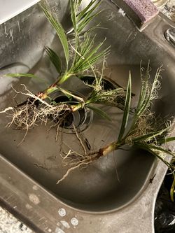 Mexican palm trees “babies”