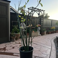 Pedilanthus bracteatus Tall Slipper Plant