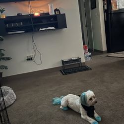 Panasonic Tv 55 Inch