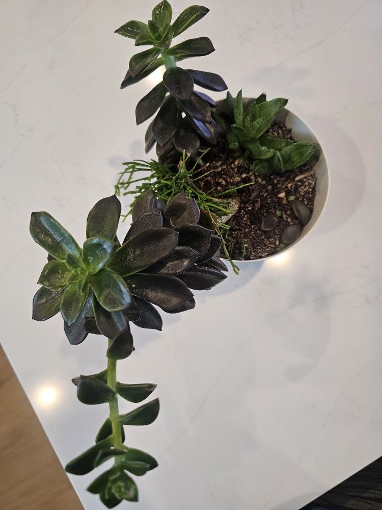Succulents For Sale