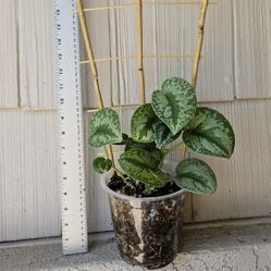 Scindapsus Pictus Exotica Plant On Trellis 