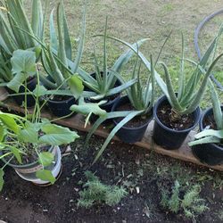 Many Different Plants Available For Purchase